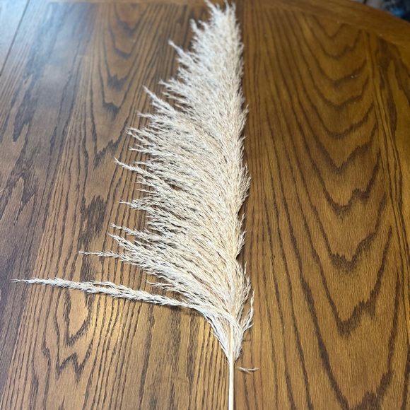 Natural Pampas Grass- 3 Stems - Picture 8 of 13